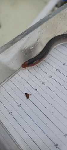 Pacific Brook Lamprey