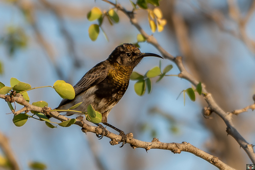 Dusky Sunbird