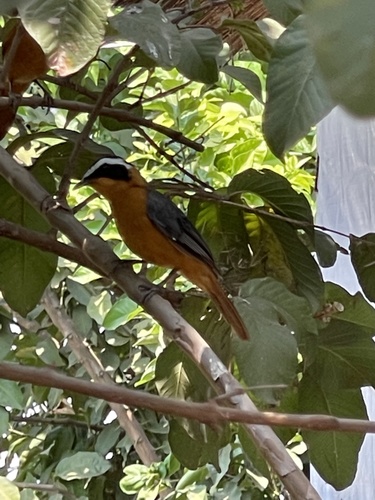 White-browed Robin-Chat