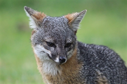 Island Fox