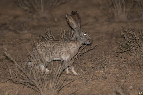 African Savanna Hare