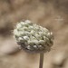 Allium pseudocalyptratum - Photo (c) Ramy Maalouf, todos los derechos reservados, uploaded by Ramy Maalouf