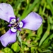 Herbertia lahue caerulea - Photo (c) renitaedwards, todos los derechos reservados