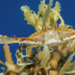 Sargassum Swimming Crab - Photo (c) Karl Questel, all rights reserved, uploaded by Karl Questel