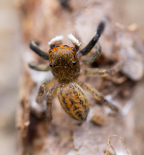 White-Palped Jumping Spider