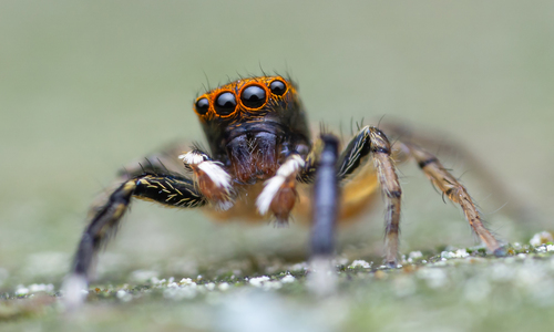 White-Palped Jumping Spider