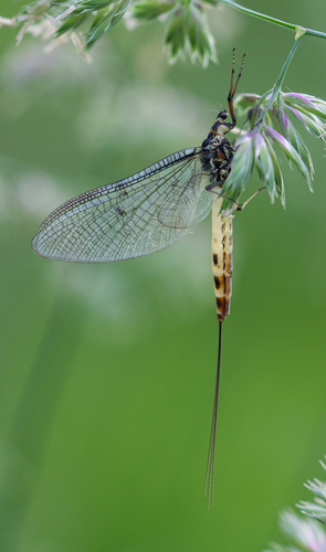 European Green Drake