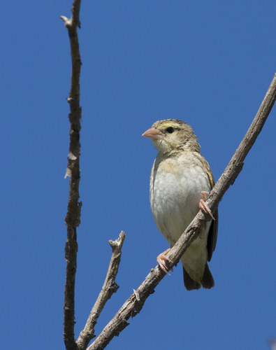Northern Red Bishop