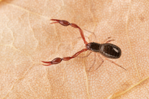 Neobisium carcinoides