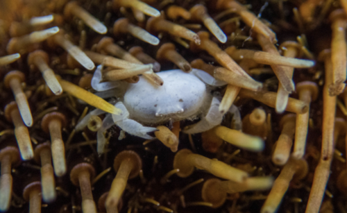 Dissodactylus primitivus