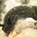 黑枝鰓海蛞蝓 - Photo 由 Amanda Johnston 所上傳的 (c) Amanda Johnston，保留所有權利