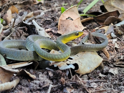 Common Tree Snake sighting