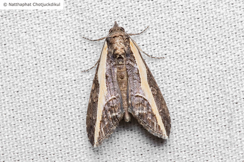 Nathha Insect Observations by natthaphat · iNaturalist