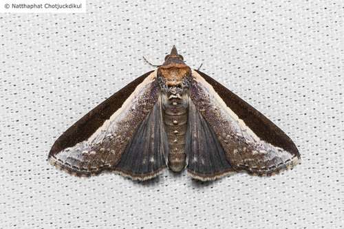 Lophoptera squammigera Guenée, 1852