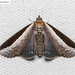 Lophoptera squammigera - Photo (c) Natthaphat Chotjuckdikul, όλα τα δικαιώματα διατηρούνται, uploaded by Natthaphat Chotjuckdikul