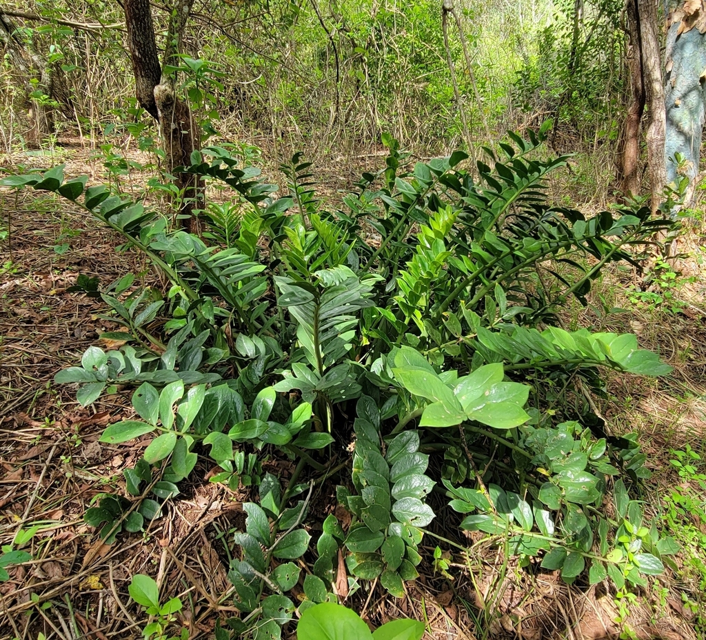 Zamioculcas zamiifolia