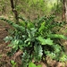 Zamioculcas zamiifolia - Photo (c) Salisha Chandra, όλα τα δικαιώματα διατηρούνται, uploaded by Salisha Chandra