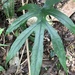Dorstenia arifolia - Photo (c) Ariane, todos los derechos reservados, subido por Ariane