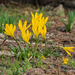 Winter Daffodil - Photo (c) Konstantinos Kalaentzis, all rights reserved, uploaded by Konstantinos Kalaentzis