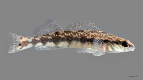 Dusky Darter