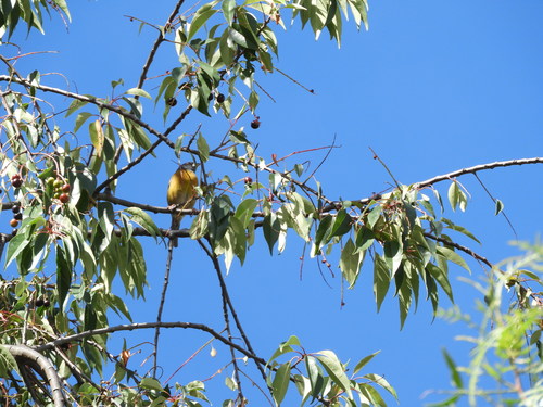 Subspecies Phrygilus punensis chloronotus · iNaturalist