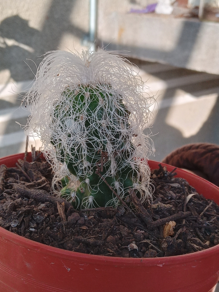 Old Man Cactus In December 2021 By Brissa M Cruz INaturalist   Large 