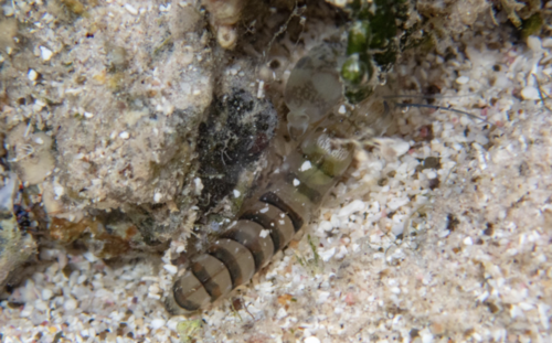Alpheus bahamensis