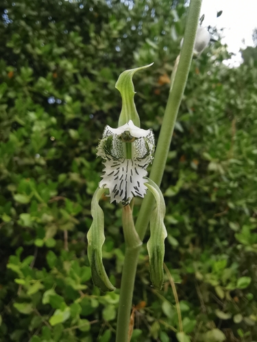 Orquídea amarilla