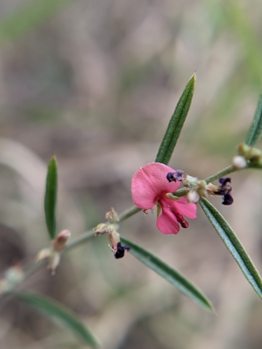 Indigofera linifolia (L.f.) Retz.