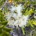 Melaleuca cardiophylla - Photo (c) coastcarer, όλα τα δικαιώματα διατηρούνται