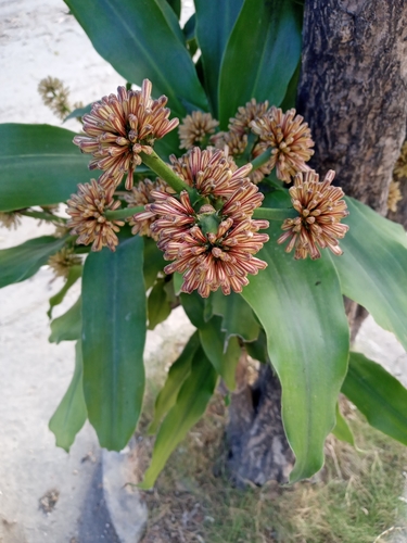 Dracaena fragrans - Whole tree