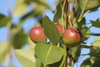 Common Pear - Photo (c) Vickie Pullen, all rights reserved, uploaded by Vickie Pullen