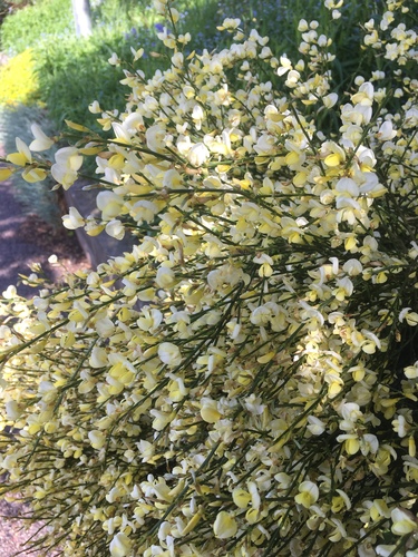 Cytisus X praecox