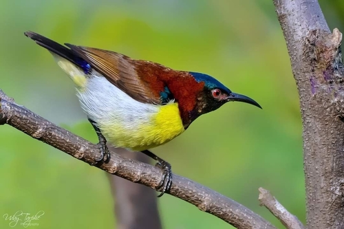 Leptocoma zeylonica (Linnaeus, 1766)