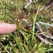 Carex gunniana - Photo 由 Fiona Walsh 所上傳的 (c) Fiona Walsh，保留所有權利
