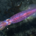 Slender Inshore Squid - Photo (c) Karl Questel, all rights reserved, uploaded by Karl Questel