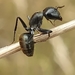 Camponotus aeneopilosus - Photo (c) Michael Cincotta, todos los derechos reservados, subido por Michael Cincotta
