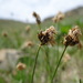 Carex duriuscula - Photo (c) Gundegmaa Vanjil, todos los derechos reservados, uploaded by Gundegmaa Vanjil