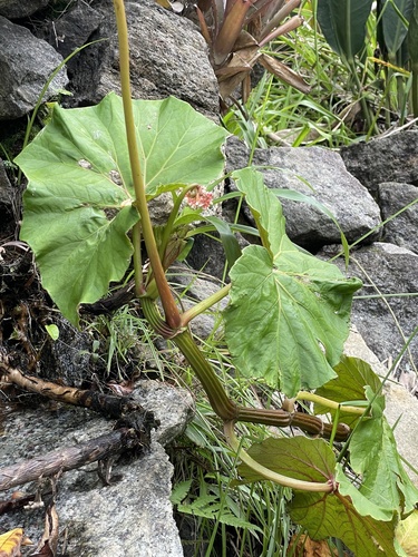 Begonia callosa