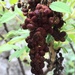 Tanner's Sumac - Photo (c) forb, all rights reserved, uploaded by forb