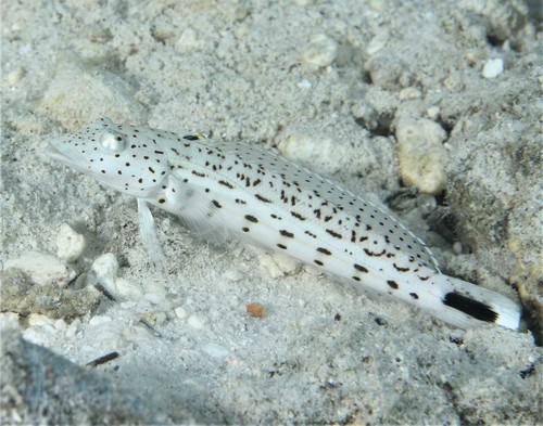 Spotted Sandperch