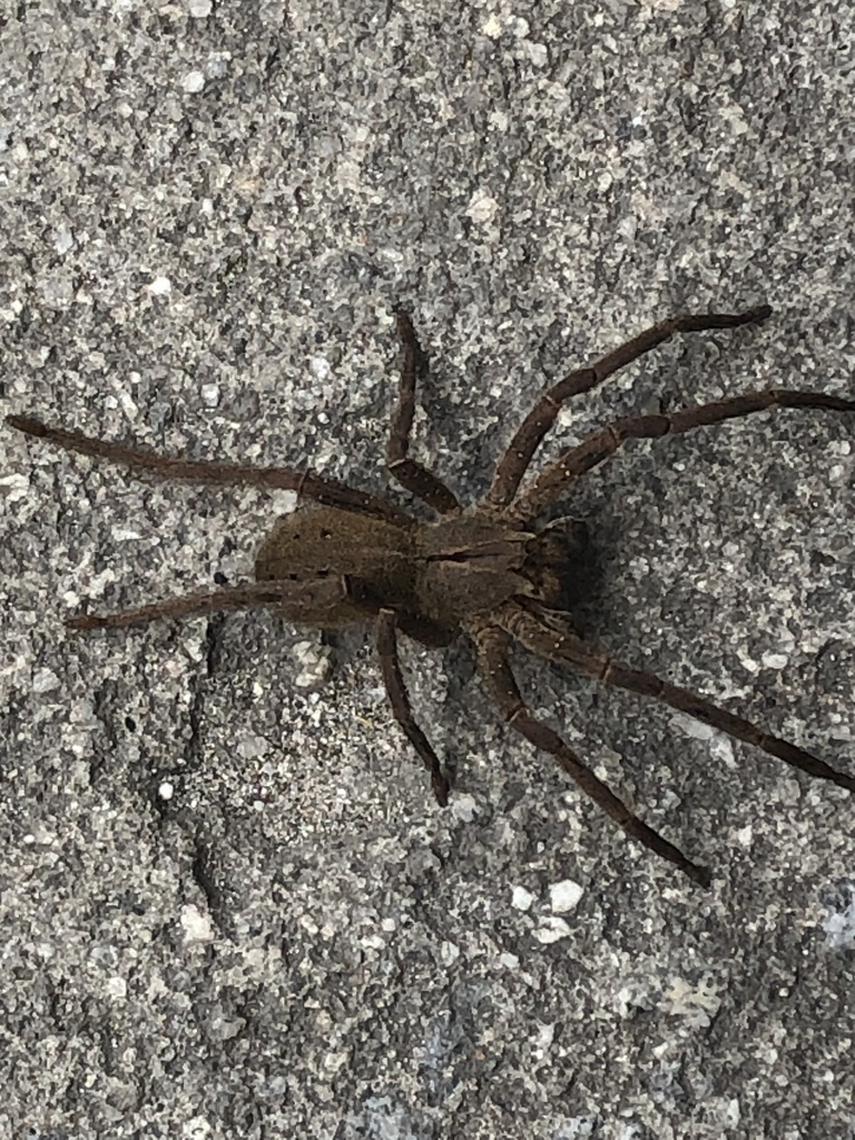 Armed Spiders from Rua Conde de Bonfim, Rio de Janeiro, RJ, BR on ...