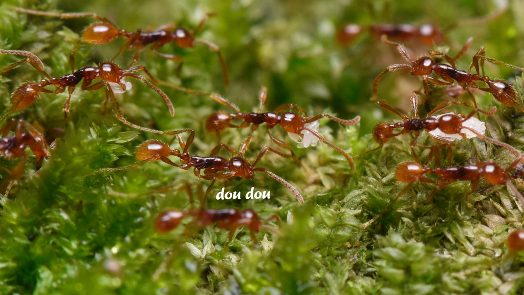 Aenictus fuchuanensis from 中国福建省三明市仙人谷 on May 3, 2021 at 1107 AM by 豆豆