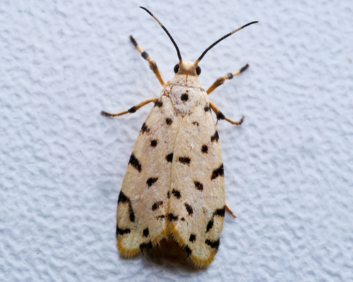Epeiromulona thysanata thumbnail