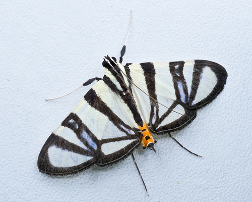 Conchylodes nolckenialis