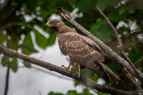 European Honey-buzzard