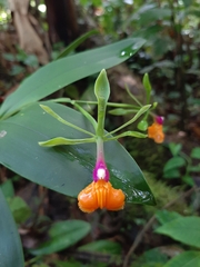 Image of Epidendrum pseudepidendrum