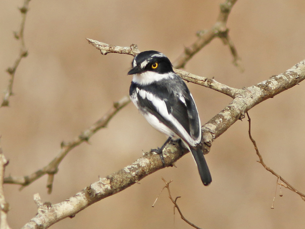 Eastern Black-headed Batis photo