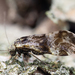 Brown-banded Barklouse - Photo (c) Benjamin Fabian, all rights reserved, uploaded by Benjamin Fabian