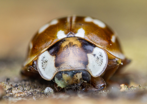 Striped Ladybird